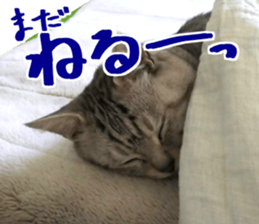 A little fat cat,Moon 2 sticker #13821637