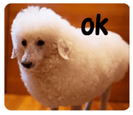 color dog sticker #13822847