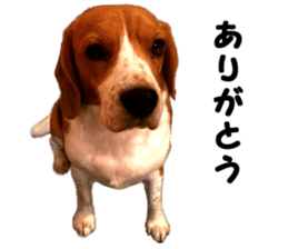 color dog sticker #13822848