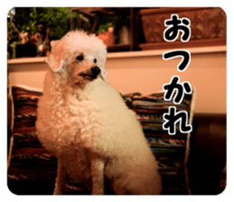 color dog sticker #13822849