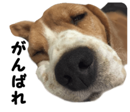 color dog sticker #13822850