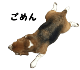 color dog sticker #13822851