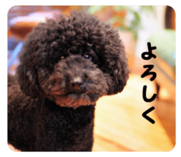 color dog sticker #13822852