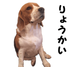 color dog sticker #13822853