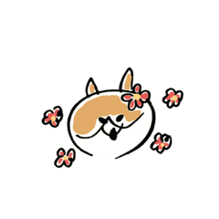 Corgi Hana-chan