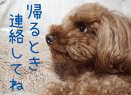 Cute toy poodle pooh`s photos sticker #13830382