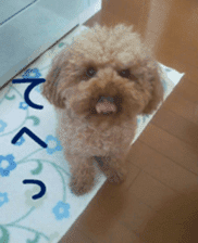 Cute toy poodle pooh`s photos sticker #13830383