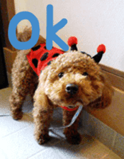 Cute toy poodle pooh`s photos sticker #13830384