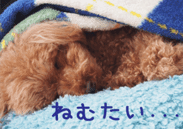 Cute toy poodle pooh`s photos sticker #13830386