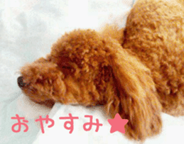 Cute toy poodle pooh`s photos sticker #13830387