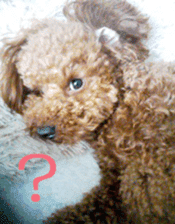 Cute toy poodle pooh`s photos sticker #13830388