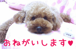 Cute toy poodle pooh`s photos sticker #13830389