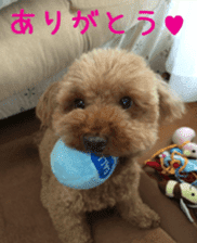 Cute toy poodle pooh`s photos sticker #13830390