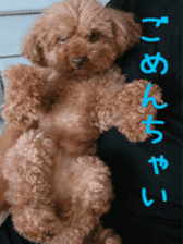 Cute toy poodle pooh`s photos sticker #13830391