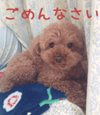 Cute toy poodle pooh`s photos sticker #13830392