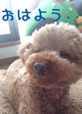 Cute toy poodle pooh`s photos sticker #13830393