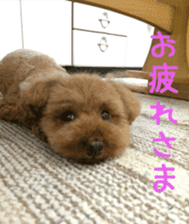 Cute toy poodle pooh`s photos sticker #13830395