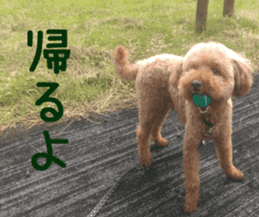 Cute toy poodle pooh`s photos sticker #13830396