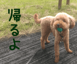 Cute toy poodle pooh`s photos sticker #13830396