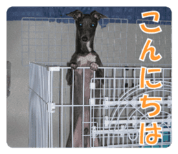 Sign Dog Ral sticker #13830735