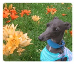 Sign Dog Ral sticker #13830736