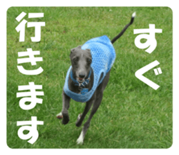 Sign Dog Ral sticker #13830737