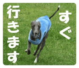 Sign Dog Ral sticker #13830737