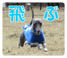 Sign Dog Ral sticker #13830738