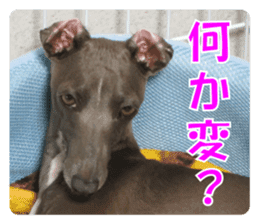 Sign Dog Ral sticker #13830739