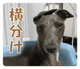 Sign Dog Ral sticker #13830740