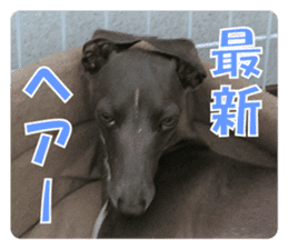 Sign Dog Ral sticker #13830741