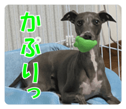 Sign Dog Ral sticker #13830743