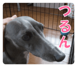 Sign Dog Ral sticker #13830744