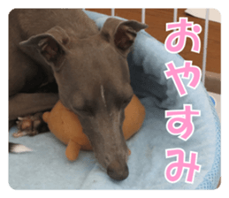 Sign Dog Ral sticker #13830745