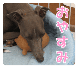 Sign Dog Ral sticker #13830745