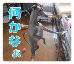 Sign Dog Ral sticker #13830746