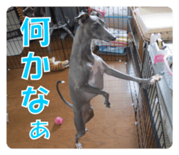 Sign Dog Ral sticker #13830746