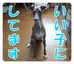 Sign Dog Ral sticker #13830747