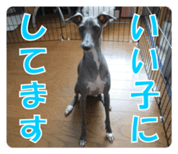 Sign Dog Ral sticker #13830747