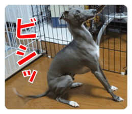 Sign Dog Ral sticker #13830748