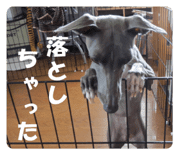 Sign Dog Ral sticker #13830749