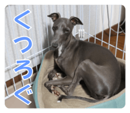 Sign Dog Ral sticker #13830750