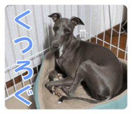 Sign Dog Ral sticker #13830750