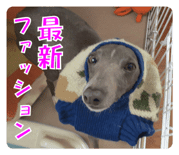 Sign Dog Ral sticker #13830751