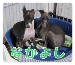 Sign Dog Ral sticker #13830752