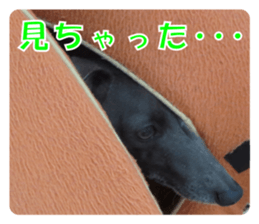 Sign Dog Ral sticker #13830753