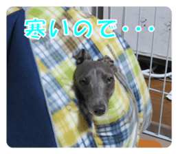 Sign Dog Ral sticker #13830754