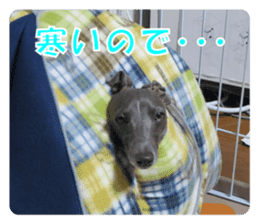 Sign Dog Ral sticker #13830754