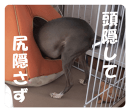 Sign Dog Ral sticker #13830755