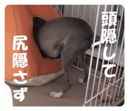 Sign Dog Ral sticker #13830755